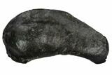 Fossil Whale Ear Bone - Miocene #99965-1